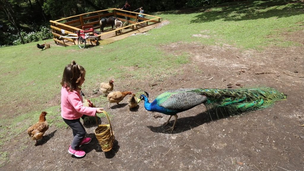 Fazendinha Toriba